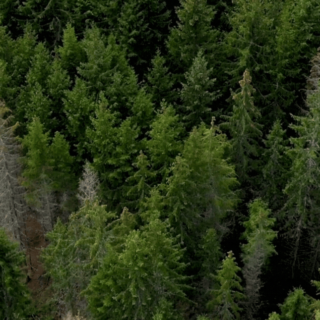 Bosque de pinos visto desde arriba